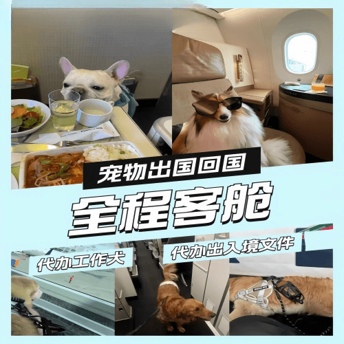 苏州市宠物托运到白俄罗斯宠物入境规定和要求